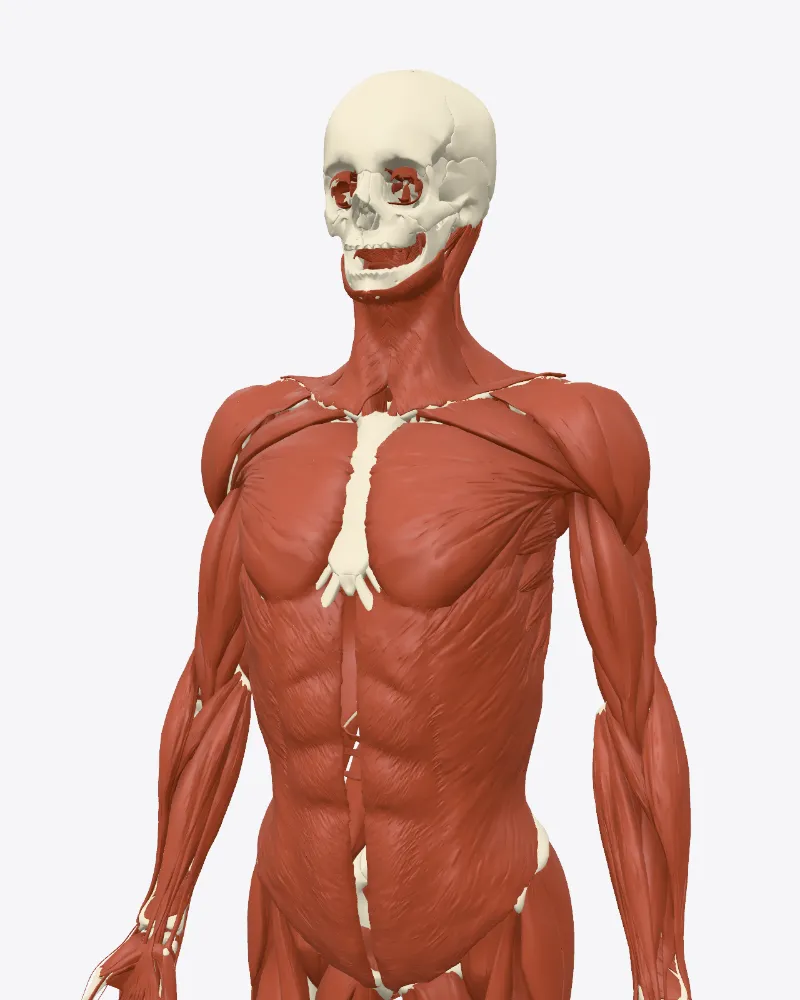 Az emberi fej és törzs 3D modellje csontokkal és izmokkal, enyhén oldalról, a Gyógytorna Atlasz nézőjéből.